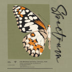 Status Quo Boys Chest Butterfly Graphic Printed Round Neck T-Shirt
